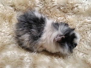 Weibliche Meerschweinchen 