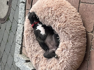 Welpen suchen ein ZuHause