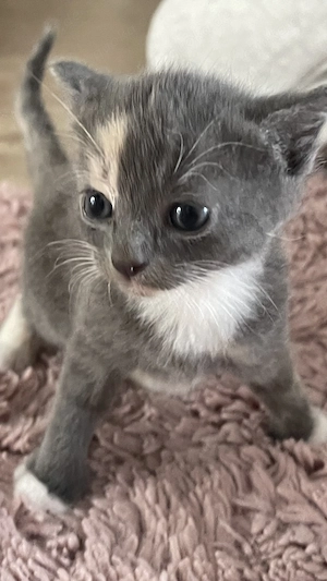 Tuxedo -kitten mit Charakter suchen  ein schönes Zuhause für ein Leben in Harmonie