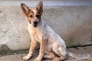 Hübsches mädchen sucht zuhause 