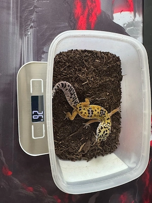 1.0 Leopard Gecko 05.2026 High Yellow
