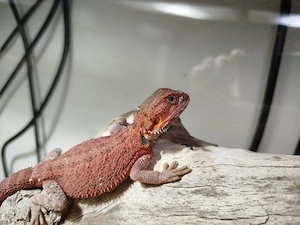0,1 Extreme Red Trans het. Hypo 