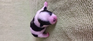 Chihuahuawelpen auf Familiensuche