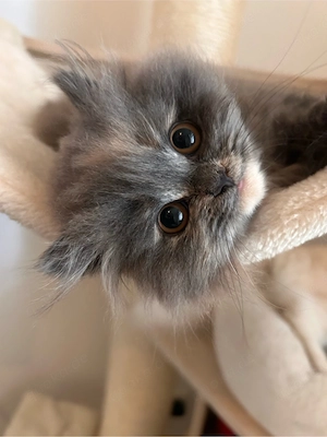 BLH Kitten 