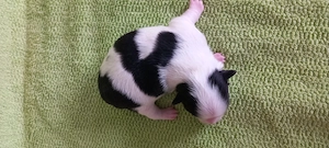 Chihuahuawelpen auf Familiensuche