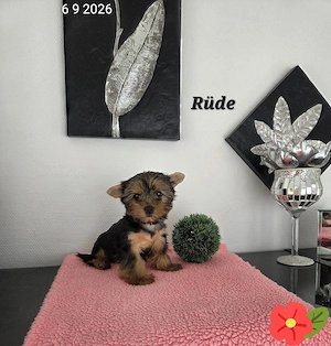 Yorkshire Terrier Welpen   Chip