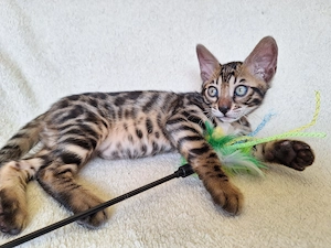 Exzellente, reinrassige Bengal Kitten mit Stammbaum und Gesundheitszeugnis 