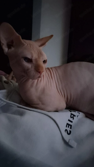 Kater Dobby sucht ein liebevolles Zuhause Bild 2