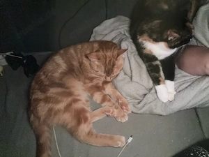 kostenlos Tiger sucht das passende zuhause 