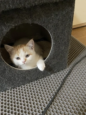 Süßes Katzenbaby BKH Mix (Weibchen) sucht ein liebevolles Zuhause