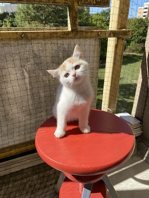Süßes Katzenbaby BKH Mix (Weibchen) sucht ein liebevolles Zuhause
