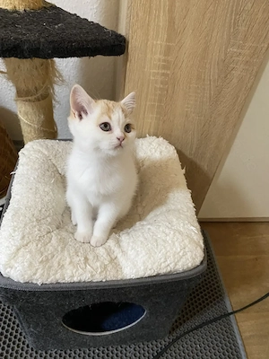 Süßes Katzenbaby BKH Mix (Weibchen) sucht ein liebevolles Zuhause