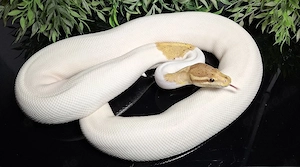 1.0 Coral Glow Cinnamon Piebald, Python Regius 