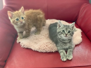 Russisch Blau vs. Maine Coon Kitten Kätzchen Babykatze