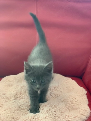 Russisch Blau vs. Maine Coon Kitten Kätzchen Babykatze