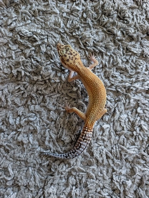0.1 Eublepharis macularius *Leopardgeckos*  Bild 3