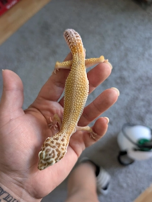 0.1 Eublepharis macularius *Leopardgeckos*  Bild 2