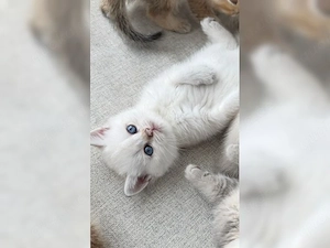 teddy bkh kurzhaar kitten 