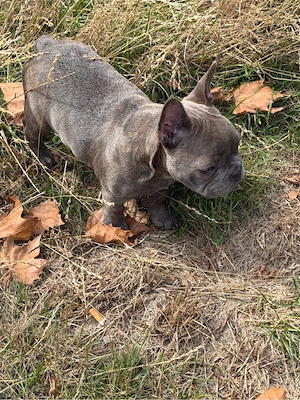 Französische Bulldogge