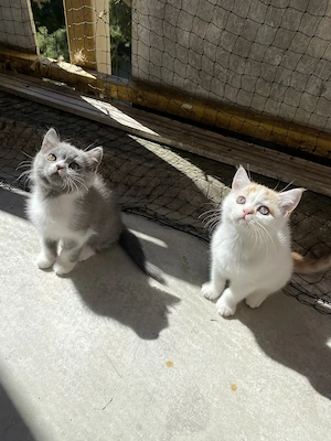 Süßer BKH-Mix Kater (Katzenbaby) sucht ein liebevolles Zuhause