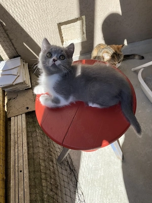 Süßer BKH-Mix Kater (Katzenbaby) sucht ein liebevolles Zuhause