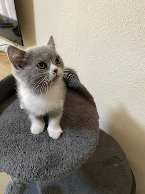 Süßer BKH-Mix Kater (Katzenbaby) sucht ein liebevolles Zuhause