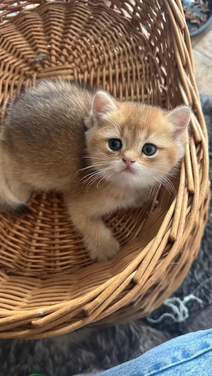 Hallo wir haben 4 kleine katerchen zu verkaufen 