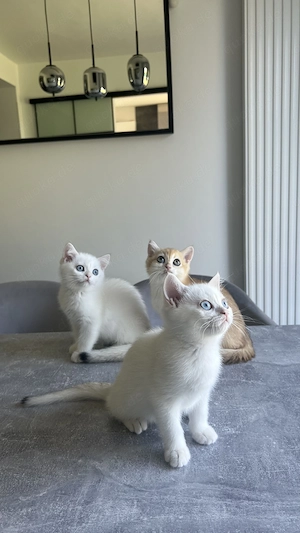 Reinrassige BKH Kitten mit Stammbaum
