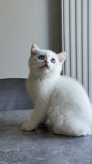 Reinrassige BKH Kitten mit Stammbaum (abgabebereit)