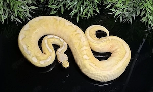 1.0 Coral Glow Cinnamon Pastel DH Clown Piebald, Python Regius 