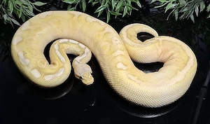 Hamm 1.0 Coral Glow Cinnamon Pastel DH Clown Piebald, Python Regius 