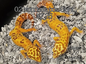 Hamm! 0.2 Mandarin pos. Giant Leopardgeckos 
