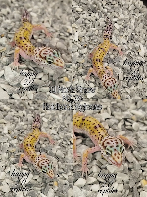 Hamm! Leopardgecko Wild pos. Mack Snow 