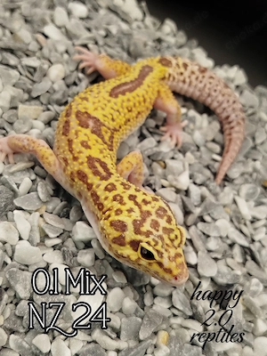 Hamm! 0.1 Leopardgeckos