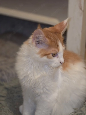 schüchterne Maine Coon sucht