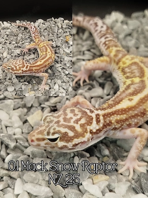 Hamm! 0.1 Leopardgecko Mack Snow Raptor 
