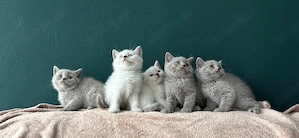 reinrassige BKH Kitten
