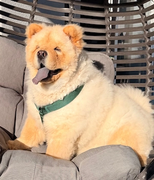 Reinrassiger Chow Chow Welpe (7 Monate) in liebevolle Hände abzugeben