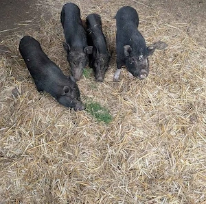 Minipig Sauen Tea Cup Minischweine Minischwein 
