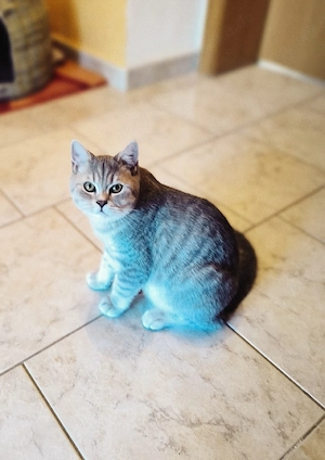  Reinrassige BKH Kater abgabebereit   