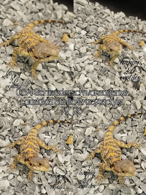Hamm! 0.0.4 Schleuderschwanzagamen