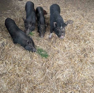 Minipig Sauen Tea Cup Minischweine 