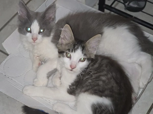 Maine coon kitten suchen