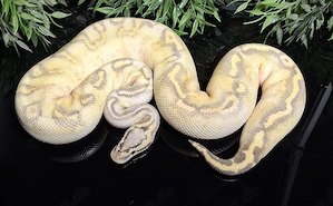 1.0 Super Pastel Super Gravel het Clown, Python Regius 
