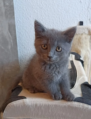 BKH-NORWEGER-MIX, Kater, entwurmt, gesund und stubenrein 