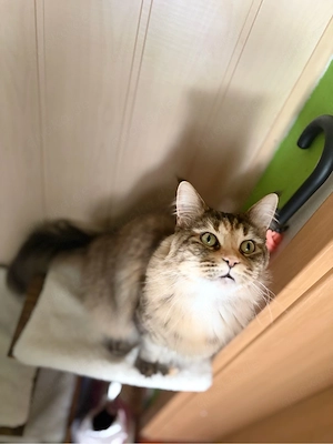 Deckkater für unsere liebe Main-Coon-Dame gesucht   