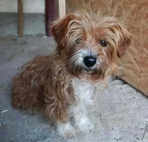 Daisy - schenkst du ihr ein Zuhause für immer?