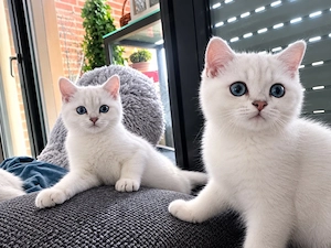 BKH reinrassige Kitten