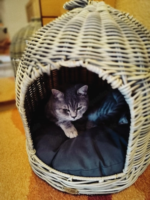 BKH - Katerchen abgabebereit  Bild 5