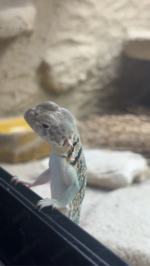 1.0 Crotaphytus collaris collaris 